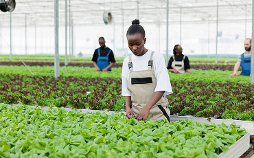 Imagen de la laminilla