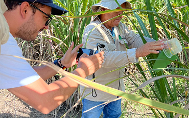 Imagen de la laminilla